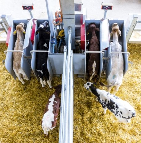 Kühe in einem Stall von oben